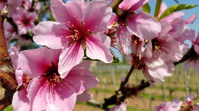 Mandelblüte
